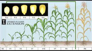 Corn Growth Process [upl. by Nilcaj449]