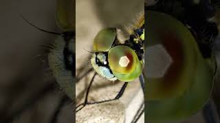 microscope video mi 11 lie5gne nature [upl. by Ko]