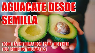 COMO GERMINAR Y OBTENER TUS PROPIOS AGUACATES DESDE SEMILLA [upl. by Notterb811]