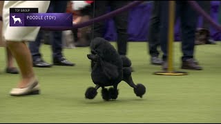 Poodles Toy  Breed Judging 2023 [upl. by Zenas]