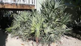 Silver Saw Palmetto  Serenoa repens One of the cold hardiest native palms [upl. by Atilal]