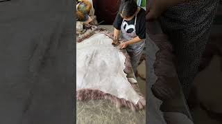 Whole sheep skin cutting process unfold [upl. by Burchett695]