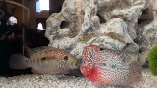 Flowerhorn VS Jack Dempsey Fight to kill [upl. by Ateerys]