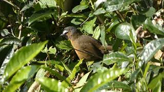 Nilgiri Laughingthrush [upl. by Odnesor]