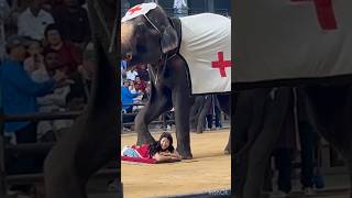 Thai Elephant Massage elephant massage pattaya thailand [upl. by Ahsimin]