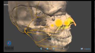 Migraine Pathophysiology  In depth [upl. by Nomad870]