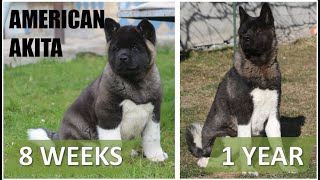 American Akita  from puppy to 1 year [upl. by Enowtna]