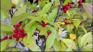 Removing a Coral berry shrub and replacing it with Winterberry Ilex verticillata [upl. by Kathi]