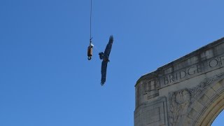 Haast Eagle Sightings in Christchurch [upl. by Gregoire]