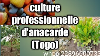 Culture professionnelle danacarde Togo [upl. by Bertle]