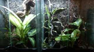 My Uroplatus setup [upl. by Briano]