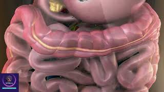 Gallbladder 3D Animation  Role of Bile in Digestive System [upl. by Nwahsear]