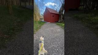 Cairn terrier arrives at his next dog friendly holiday accommodation in Scotland [upl. by Aicella]