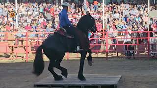 Concurso del Caballo bailador modalidad razas puras en la Feria del Queso Zacazonapan 2023 [upl. by Iy]