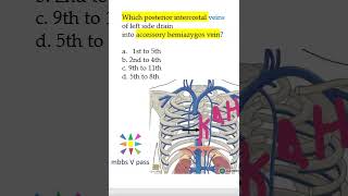 Anatomy Thorax 254 Accessory hemiAzygos vein mcq viva [upl. by Nnylear]