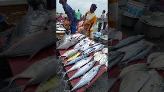 Busy Kasimedu Fish market Chennai Big Fishes fish market women food foodie viralshorts [upl. by Ila101]