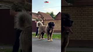 Special dog animals dog bigdog dogs puppy lion doglover [upl. by Sky]