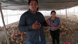 PROYECTO DE GALLINAS PONEDORAS DE JOVENES EMPRENDEDORES [upl. by Galvan]