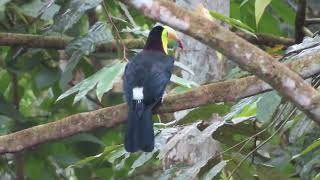 Tucan picoiris en un día caluroso [upl. by Atteiram]