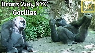 Gorillas Bronx Zoo New York City  Walking Tour 4K [upl. by Gone300]