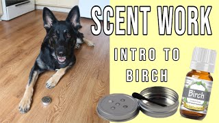 Intro to Birch Scent  Training K9 Scentwork Nosework Sport Detection [upl. by Talanian]