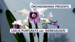 Orchidomania Presents Laelia purpurata var werkhauseri [upl. by Roshelle]