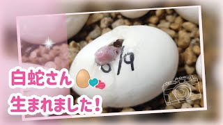 白蛇ベビー🥚生まれました！ [upl. by Sola]