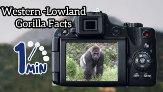 WesternLowland Gorilla Facts  Quick 1 Minute Facts [upl. by Howlond]