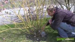 Wie schneide ich Hartriegel Cornus stolonifera flaviramea [upl. by Shapiro]