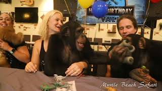 Vali the Chimpanzee Opens Birthday Presents  Myrtle Beach Safari [upl. by Aokek]