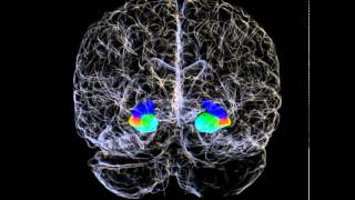 3D Hippocampus and Hippocampal Subfields of a Human Brain [upl. by Lemrahs774]