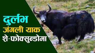 Shey Phoksundo National Park मा भेटियो दुर्लभ Wild Yak  Common Voice [upl. by Arekahs256]