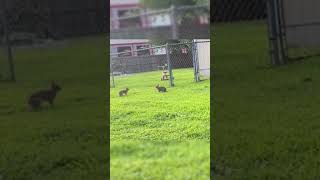 Catch Me If You Can 💨 shorts funny animals [upl. by Elicul94]