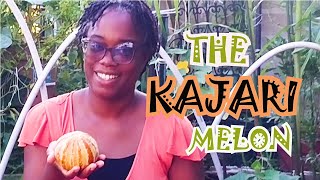 Season 2 EP 101 Our First Ever Kajari Melon  Ripening Signs amp Taste Test [upl. by Cull]