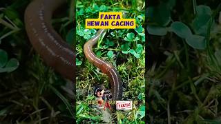 Fakta hewan cacing facts shorts kakavava526 [upl. by Sokcin692]