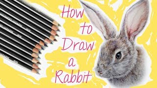 How to Draw a Rabbit with Colored Pencils [upl. by Willetta728]