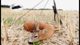 HUNTING ROEBUCK IN JULY 2024  Special trophy [upl. by Tnilk]