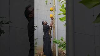 Papaya harvesting Happy birthday swamy mahi papaya mygarden gardening shortvideo ytshorts [upl. by Intruoc]