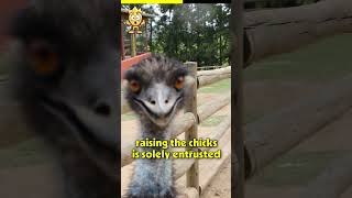 Emu  The unique Australian running Bird Animal Facts 3 [upl. by Aliehc29]