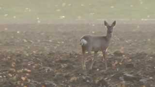 Rehe in einer Mücken Wolke Bodenheim [upl. by Eran741]