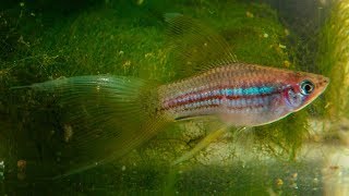 Veiltail Green Swordtails Wide tail  Very RARE ᴴᴰ [upl. by Haidabez560]