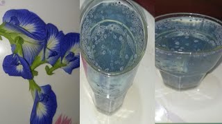 BUTTERFLY PEA FLOWER DRINK HEALTHY HERBAL DRINK [upl. by Ahtnammas249]