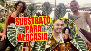 O segredo do substrato ideal para Alocasia [upl. by Ardnosal83]