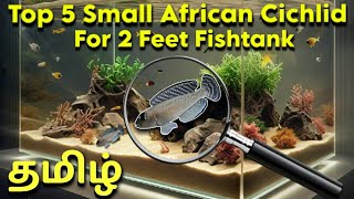 Top 5 Small African Cichlid Fish For 2 Feet Fishtank  Tamil [upl. by Boycey]