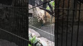 Animals in avilon zoo avilon place viralvideo funny [upl. by Sheaff484]