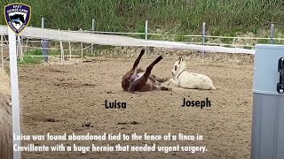 Donkey couple Joseph and Luisa ♥  Easy Horse Care Rescue Centre [upl. by Snilloc]