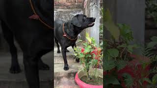 Dog barking 🐕‍🦺 short dog labrador trendingshorts [upl. by Noyek66]