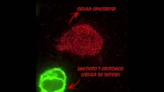 Células de defesa atacando células cancerosas [upl. by Ueihttam]