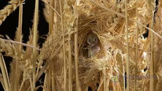 Harvest Mice at Shuttleworth College [upl. by Audley]