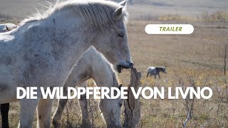 Trailer  Die Wildpferde auf der Hochebene quotMount Cincar“  Livno [upl. by Alliscirp]